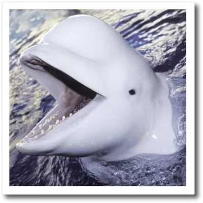 An White Dolphin Beluga Looking at You in the Deep Blue Sea Stock Image -  Image of marine, beautiful: 31658097