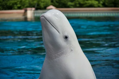 Beluga Whale White Dolphin Portrait While Stock Photo 342269813 |  Shutterstock