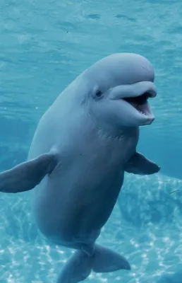 Mystic Aquarium | Beluga whale, Beautiful sea creatures, Cute whales