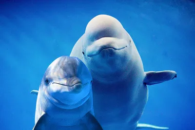 The Dolphin Beluga Looks Out Of Water Stock Photo - Download Image Now -  Beluga Whale, Dolphin, Pink Color - iStock