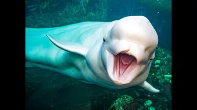 Cartoon underwater mammals dolphin beluga whale Vector Image