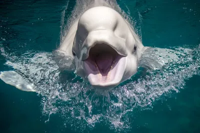 Кит белуха - полярный дельфин. КИТ БЕЛУХА - ПОЛЯРНЫЙ ДЕЛЬФИН.