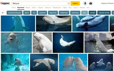 Georgia Aquarium Loses Sixth Beluga in Eight Years | Dolphin Project