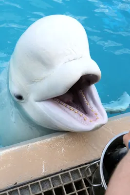 The Baby Beluga with a Fighting Spirit
