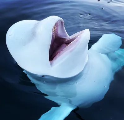 Кит белуха - полярный дельфин. КИТ БЕЛУХА - ПОЛЯРНЫЙ ДЕЛЬФИН.