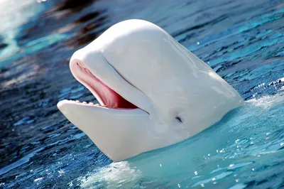 Белык дельфины, белуха, два дельфина…» — создано в Шедевруме