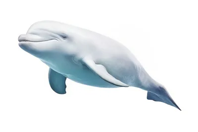 Are Beluga Whales Dolphins? Here's Why They Seem So Similar – Ocean Action  Hub