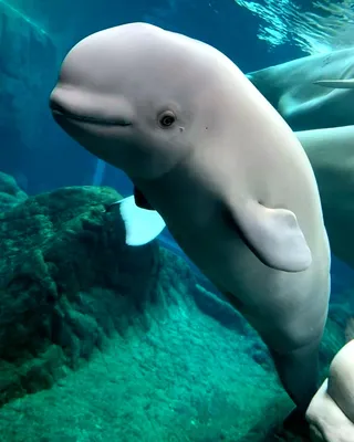 Dolphin Project on Instagram: \"Sadly, ANOTHER beluga whale has passed away  at Mystic Aquarium. Kharabali is the third of five whales to die after  being transferred to the aquarium from Marineland Canada.