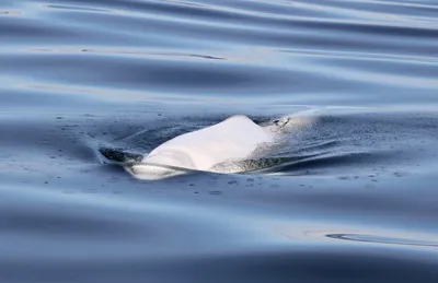 Beluga | Whales |Species | WWF