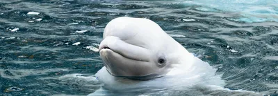 Beluga, white Whale in blue Water. Dolphin Assisted Therapy Stock Photo |  Adobe Stock