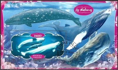 Beluga Whales — The Primorsky Aquarium