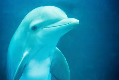 Дельфины и белуха Москвариума - YouTube