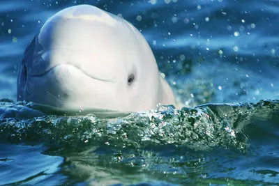 Species account: A lone beluga whale visits the Salish Sea | Encyclopedia  of Puget Sound