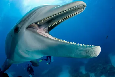 дельфин выпрыгивает из океана, дельфин, вода, небо фон картинки и Фото для  бесплатной загрузки