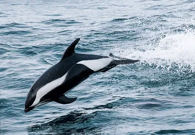 Дельфины Черного моря – интересные факты и уникальные способности