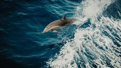 Купить Голубого дельфина (Cyrtacara moorii) - Danio.com.ua