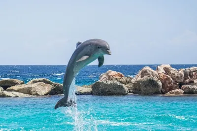 В Сочи в апреле на берег выбросились десять дельфинов