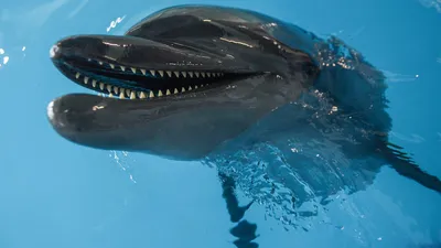 Дельфины черного моря фото фотографии