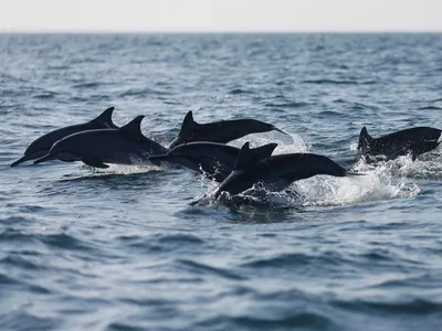 Экологи пытаются разгадать тайну массовой гибели дельфинов в Черном море -  Российская газета
