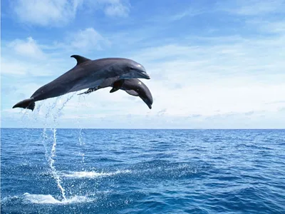 Дельфины в Черном море | Катера, парусники, яхты в прокат с Калипсо
