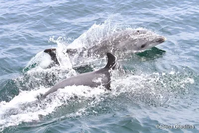 Отель Каро Анапа - 🐬 Дельфины - удивительные жители Черного моря! И нам  очень повезло, что мы можем наблюдать за ними в условиях дикой природы, и  при этом, находясь на отдыхе 😉😅