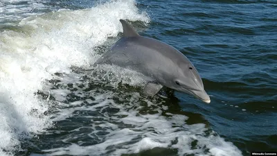 Стоит ли бояться черноморских дельфинов? | Весточка с юга☀ | Дзен