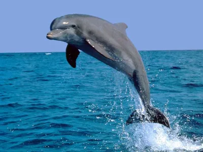 В Росприроднадзоре прокомментировали гибель дельфинов в Черном море - РИА  Новости, 20.07.2022