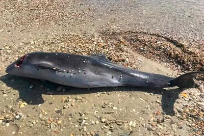 Ученые посчитали дельфинов в Черном море | GreenPost