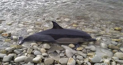 Вымирание дельфинов в Черном море - интервью с биологами 2023