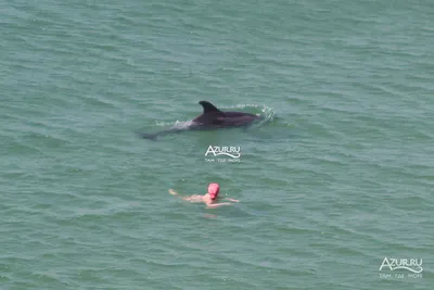 68 дельфинов погибли в Черном море из-за эпидемии - KP.RU