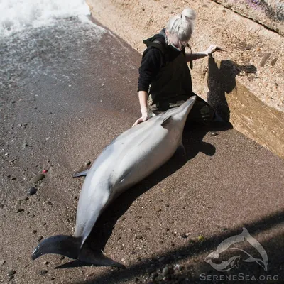 В Черном море из-за ВС РФ погибли около 3000 дельфинов, — эколог (фото)