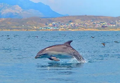 В Сочи разработают программу по выпуску прирученных дельфинов в Черное море  - «Экология России»