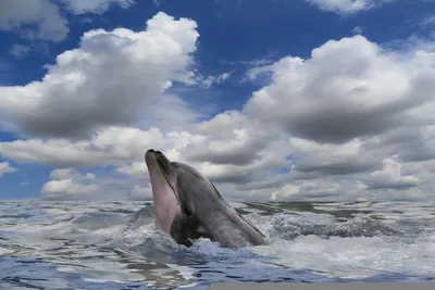 Эксперт назвал основные причины гибели дельфинов в Черном море - газета  «Кафа» новости Феодосии и Крыма