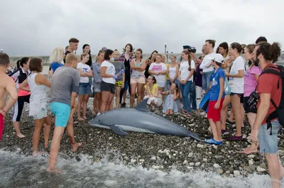 Дельфины – беженцы в Черном море - Общество