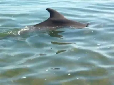 Погибших в Черном море дельфинов выбросило на сочинские пляжи -  KrasnodarMedia.ru
