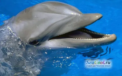 Научно-образовательный проект «Дельфины Черного моря» стартует в  Новороссийске | Русское географическое общество