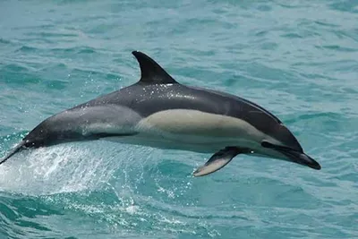 Черное море: разновидности дельфинов и дельфинарии побережья