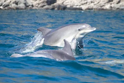 Ученые: В Черном море мусора больше, чем дельфинов