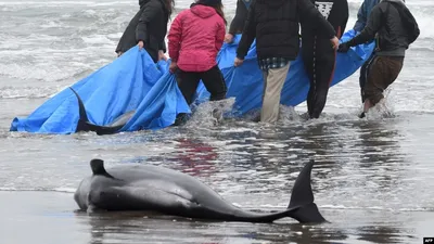 День Черного моря: какие дельфины в нем обитают | Одесская Жизнь