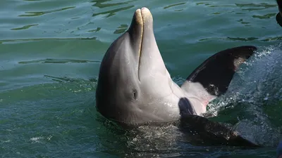 Массовая гибель дельфинов в Черном море: что вообще происходит? | Юга.ру