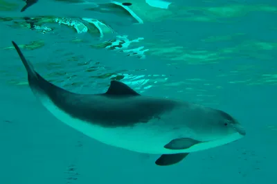 На пляже на берегу Черного моря в сарае нашли подвешенного мертвого дельфина