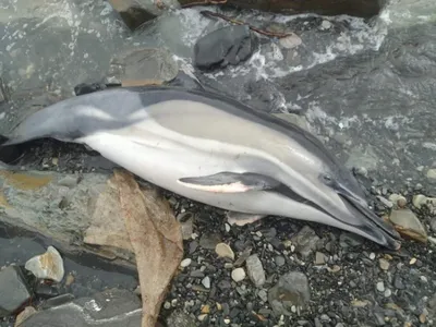 Ученые по фото расследовали гибель дельфинов в Гагре и Сухуме - 14.05.2016,  Sputnik Абхазия