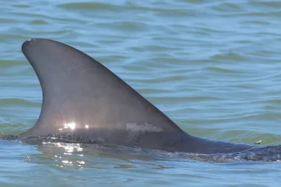 На берег Черного моря выбросило мертвых дельфинов в Краснодарском крае
