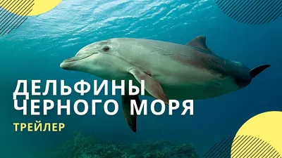 Дельфины Черного моря. Афалины. Лето 2021. | Li Tursio | Дзен