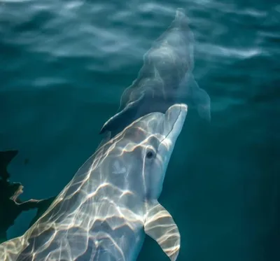 Дельфины все чаще подплывают к людям у берегов Новороссийска и Анапы. Видео