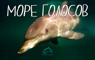 Дельфины Черного моря ждут помощи: какая судьба у выброшенных на берег  животных - YouTube