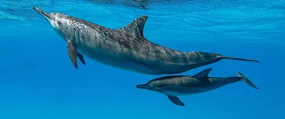 В путь за дельфинами: ученые ищут ключ к секретному языку морских обитателей