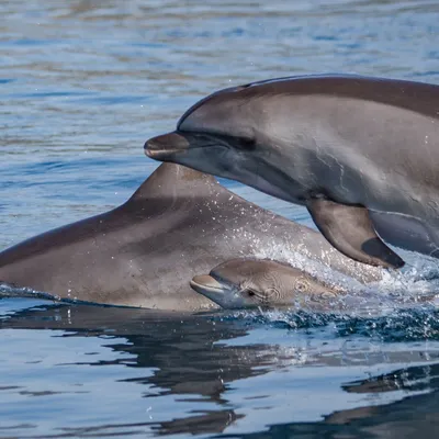 Эколог рассказал, почему дельфины выбрасываются на берег Черного моря -  KP.RU