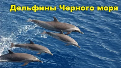 По меньшей мере 3 тысячи дельфинов погибли в Черном море в результате  вторжения РФ - биолог — УНИАН
