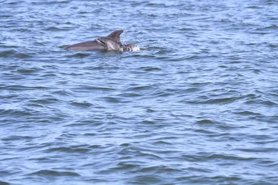 День китов и дельфинов - ГАУ РК «Судакское лесоохотничье хозяйство»